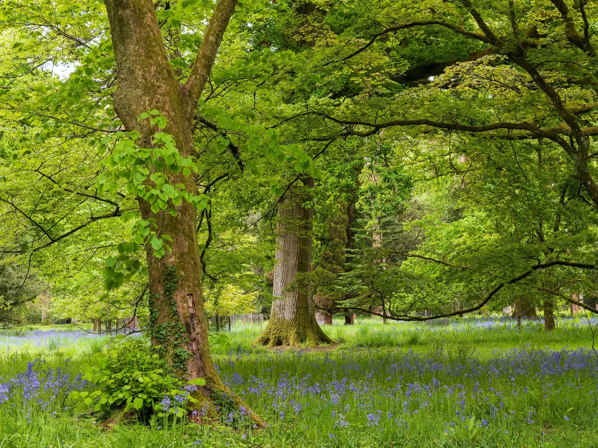 British Woodland Flowers Month by Month: A Seasonal Spotting Guide