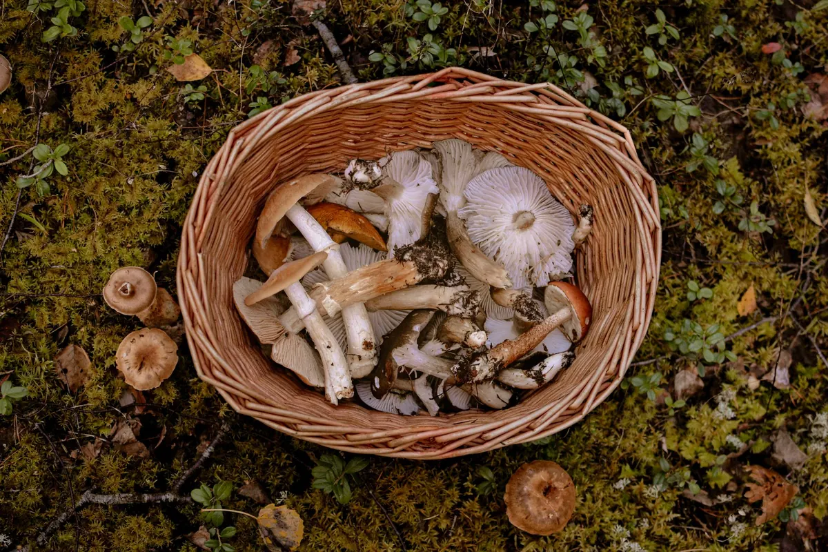 Common Mistakes Beginner Foragers Make in the UK (and How to Avoid Them)