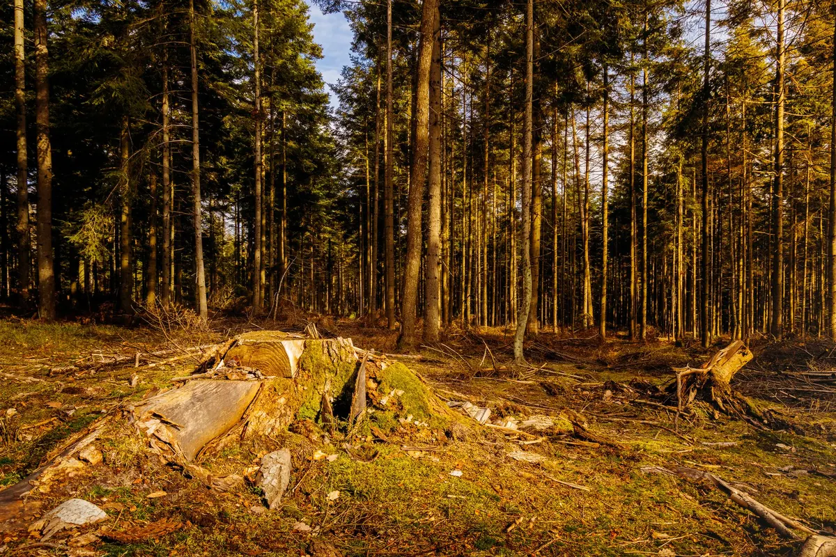 Coppicing Explained: Why Traditional Woodland Management Helps British Wildlife