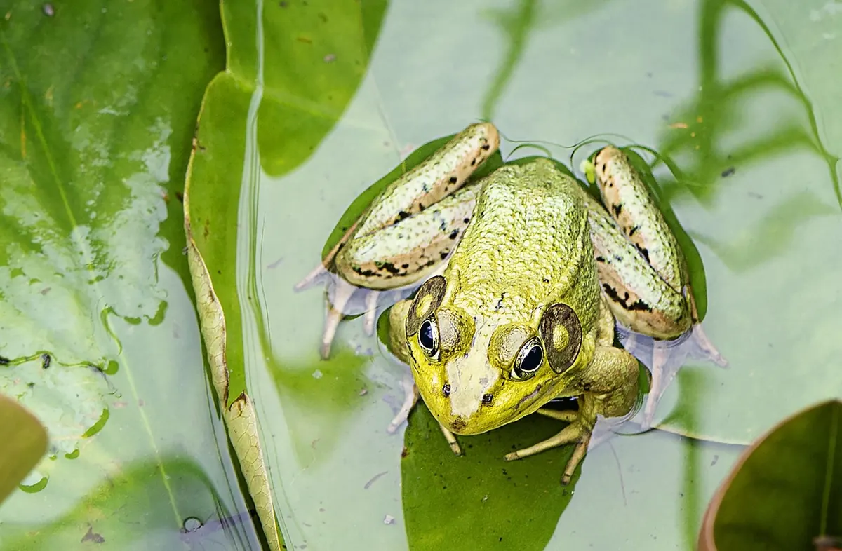 How to Build a Wildlife Pond in a Small UK Garden: Step-by-Step