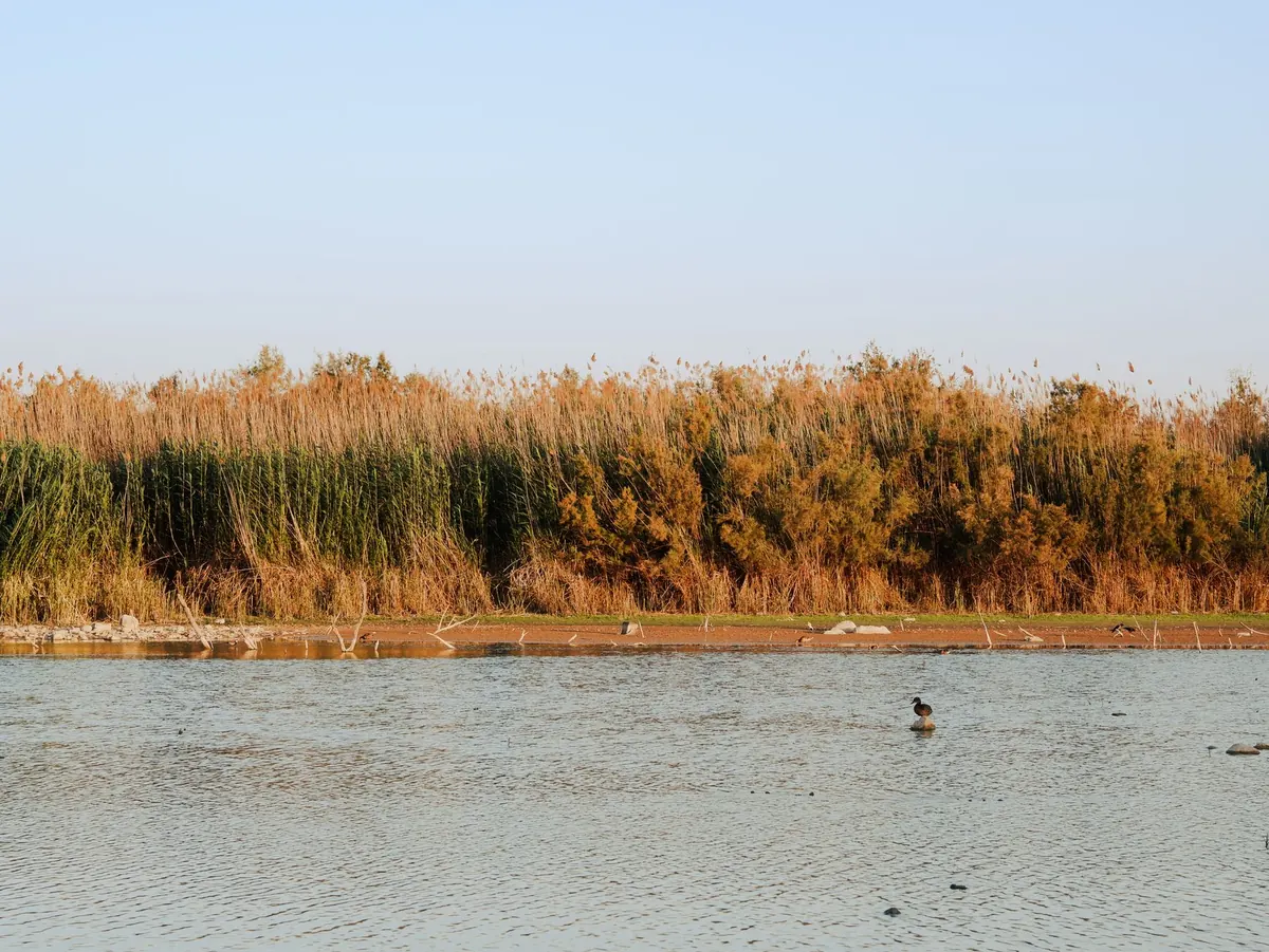 Nature Reserves vs Country Parks in the UK: What's the Difference?